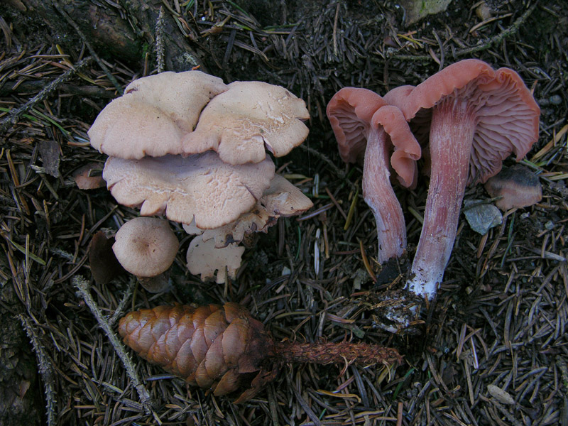 Finalmente qualche Cortinarius ed altro...